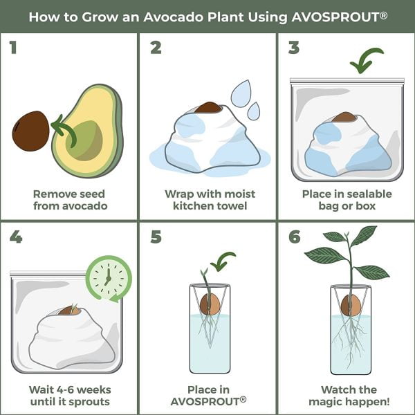 AVOSPROUT Avocado Growing Kit - Image 2