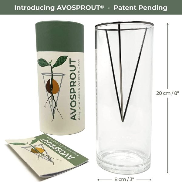 AVOSPROUT Avocado Growing Kit - Image 3