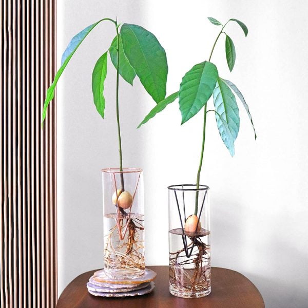 AVOSPROUT Avocado Growing Kit - Image 4