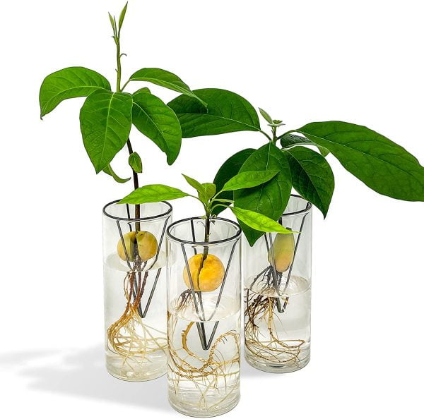 AVOSPROUT Avocado Growing Kit - Image 5
