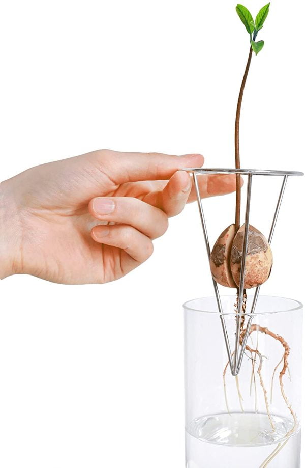 AVOSPROUT Avocado Growing Kit - Image 6