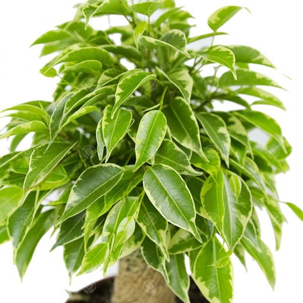 Ficus Variegated Fig - Image 2