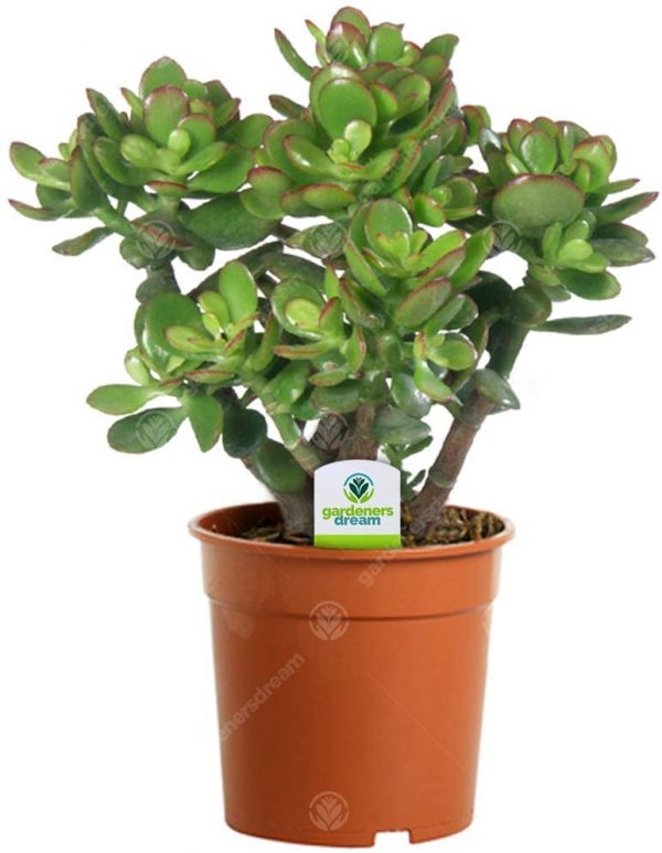 Crassula Money Tree