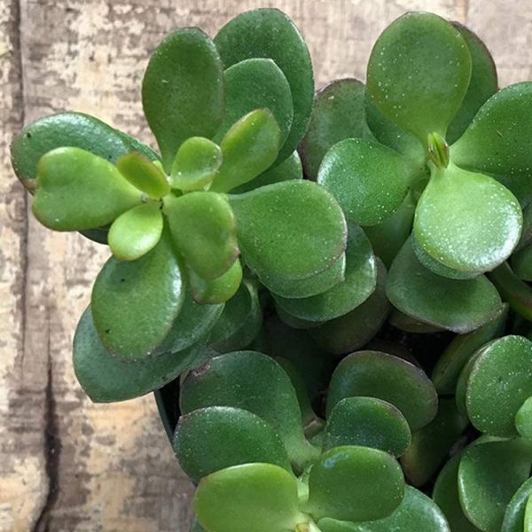 Crassula Money Tree - Image 3