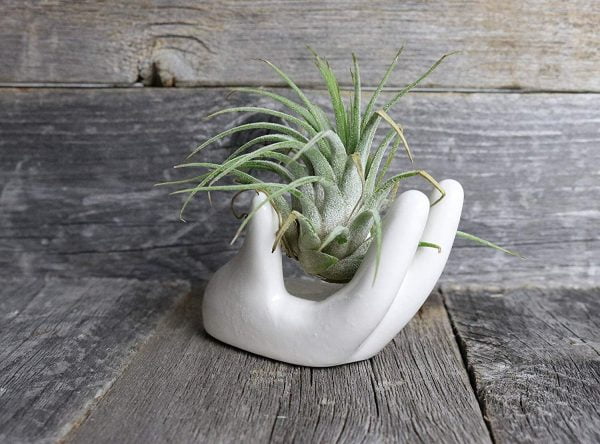airplants