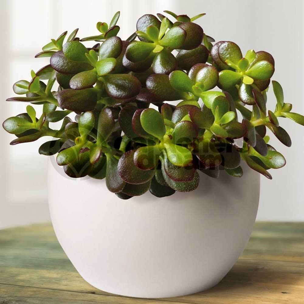 Popular Houseplants