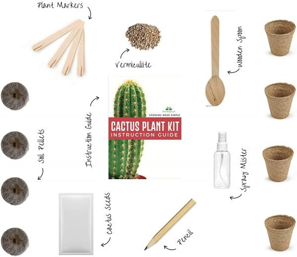 Grow Your Own Cactus Kit - Image 5