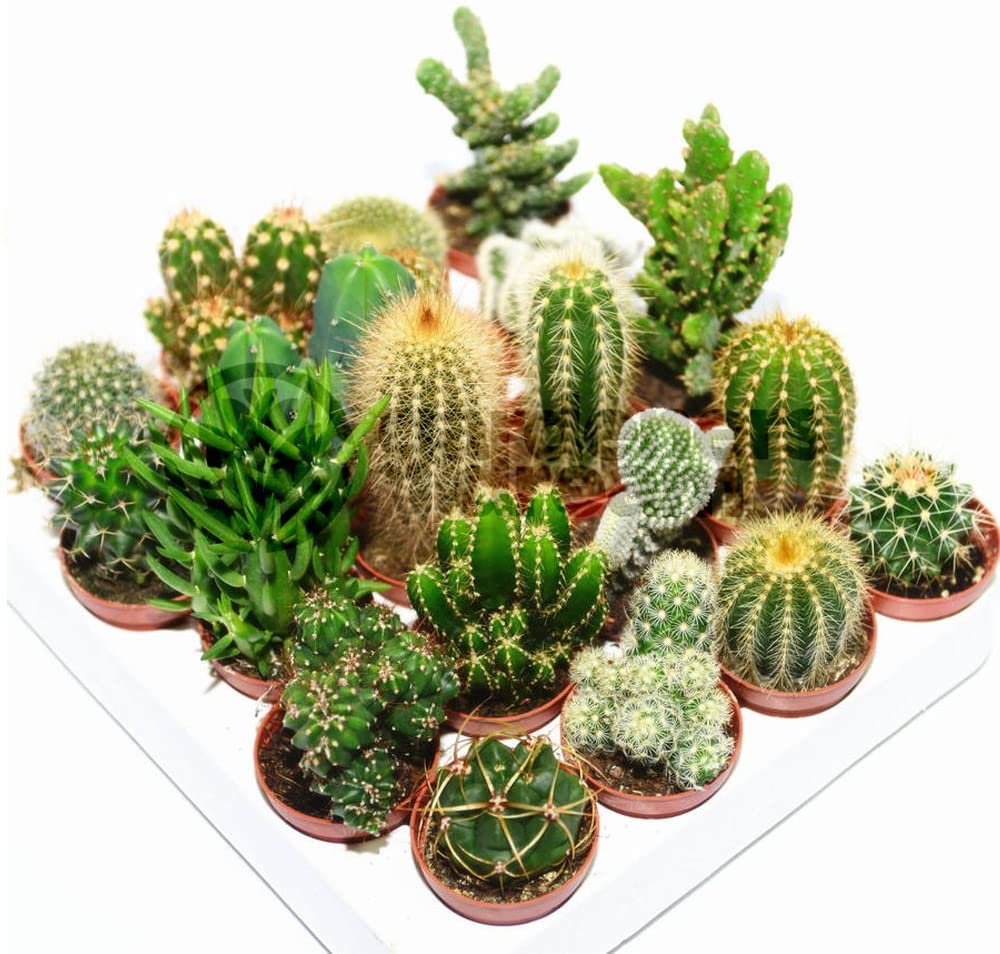 Cactus Plant Mix 10 pcs