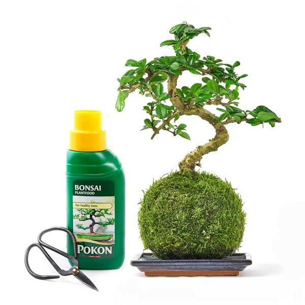 Bonsai Liquid Fertiliser For Indoor Plants - Image 4