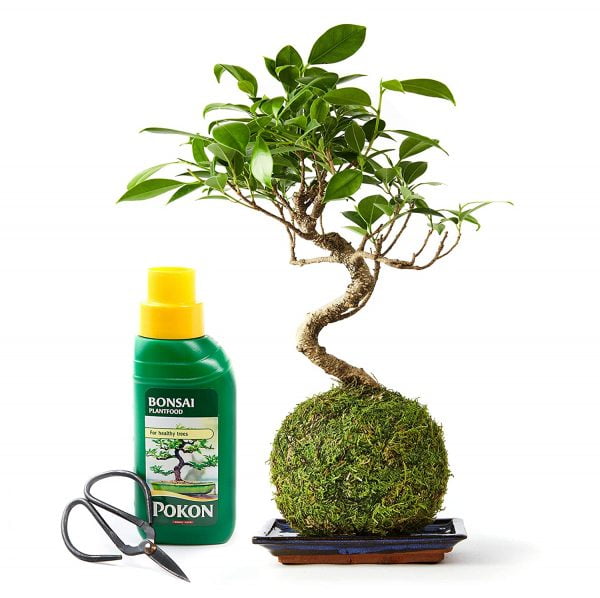 Bonsai Liquid Fertiliser For Indoor Plants - Image 7
