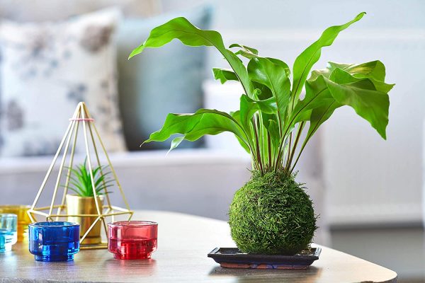 Kokedama Fern Bonsai Tree - Image 3