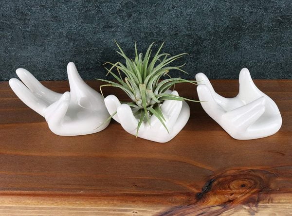 airplant