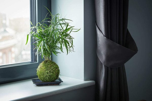 Falcatus Bonsai Tree/Decorative Tree - Image 4