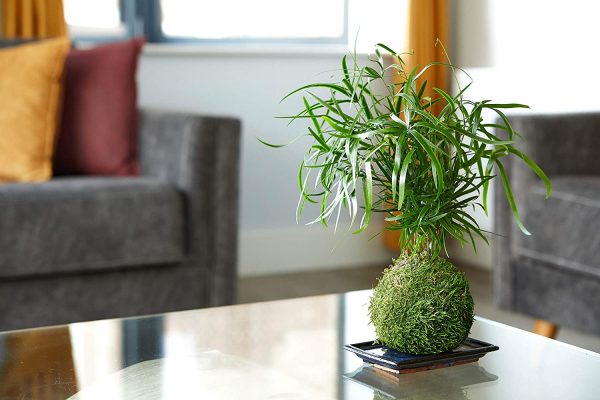 Falcatus Bonsai Tree/Decorative Tree - Image 6