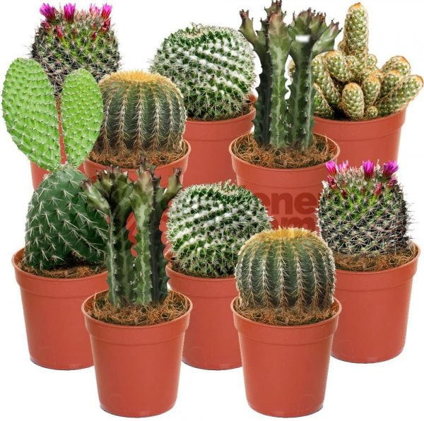 Cactus Collection Mix -10 Plants - Image 4
