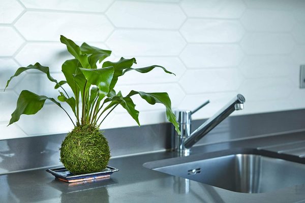 Kokedama Fern Bonsai Tree - Image 6