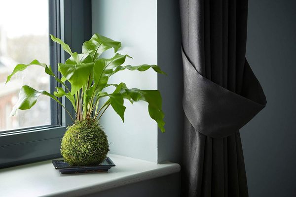 Kokedama Fern Bonsai Tree - Image 4