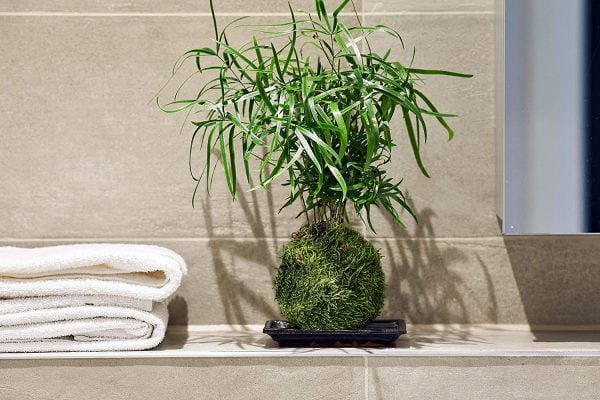 Falcatus Bonsai Tree/Decorative Tree - Image 5