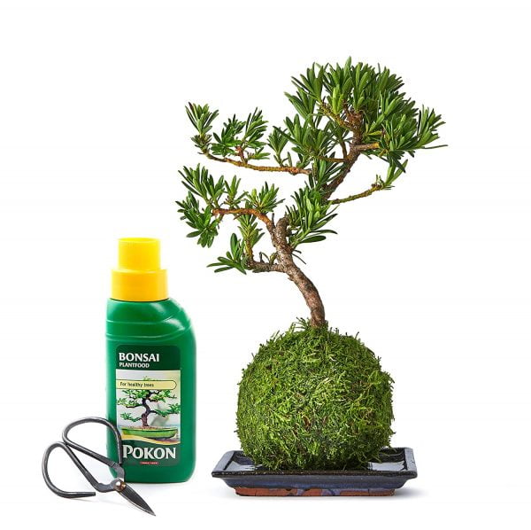 Bonsai Liquid Fertiliser For Indoor Plants - Image 5