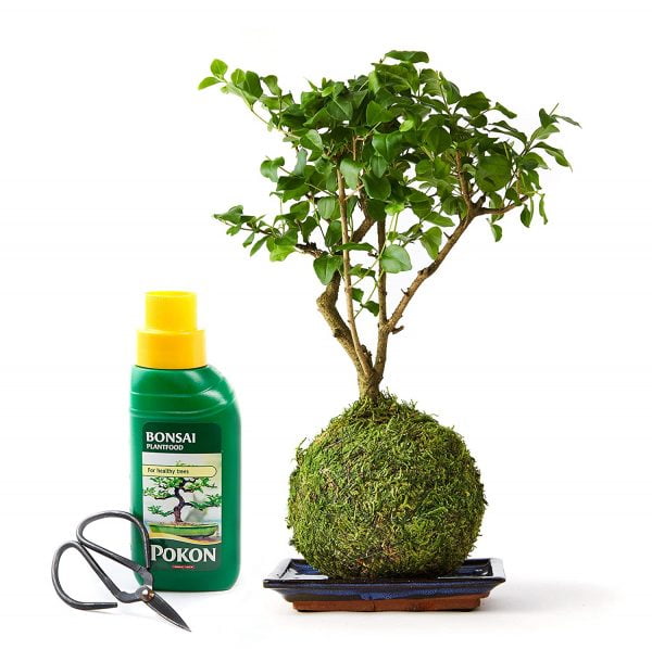 Bonsai Liquid Fertiliser For Indoor Plants - Image 6