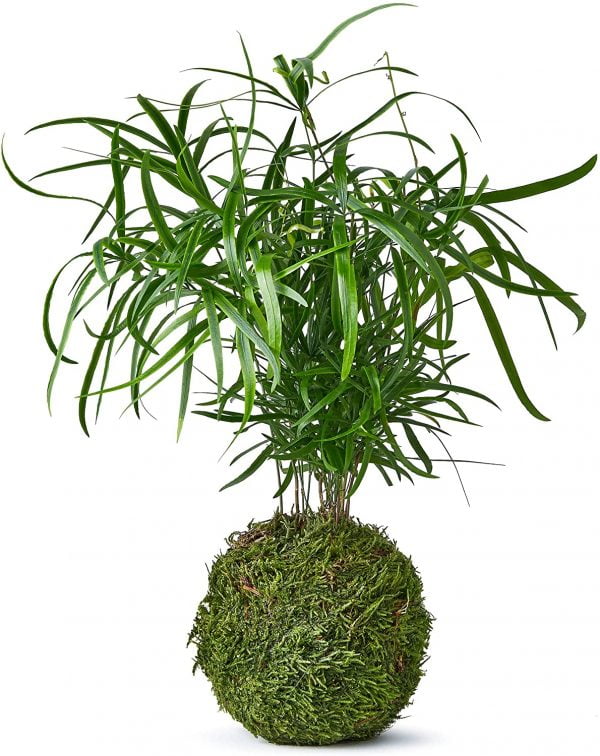 Falcatus Bonsai Tree/Decorative Tree
