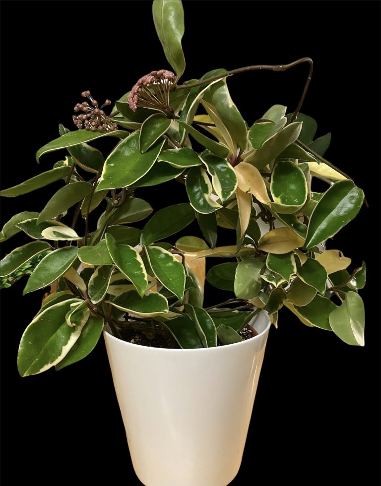 Close-up of a Hoyas Carnosa Tricolor Wax Plant showcasing oval-shaped variegated leaves with a beautiful mix of green, creamy white, and pink hues. The leaves are arranged on trailing vines against a soft background, highlighting the plant's distinctive and captivating colours