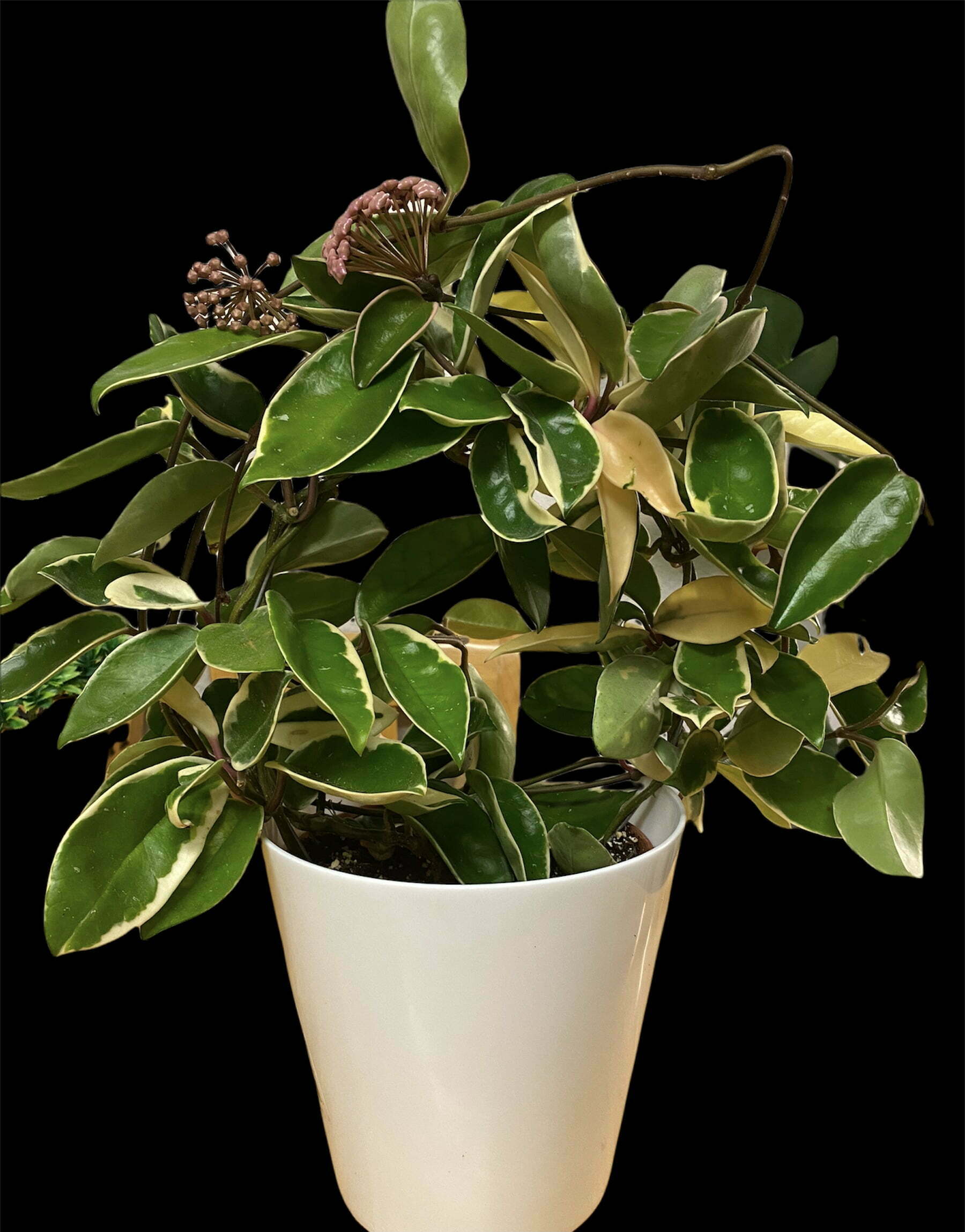 Close-up of a Hoyas Carnosa Tricolor Wax Plant showcasing oval-shaped variegated leaves with a beautiful mix of green, creamy white, and pink hues. The leaves are arranged on trailing vines against a soft background, highlighting the plant's distinctive and captivating colours