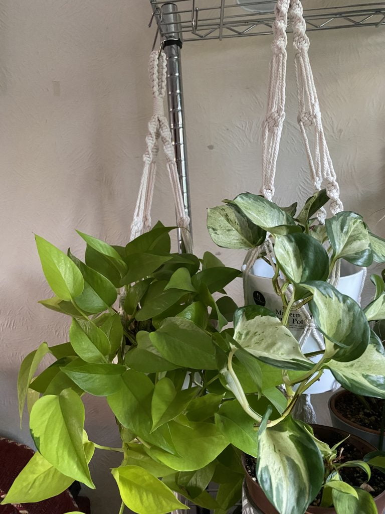 Best Hanging Plants for Your home