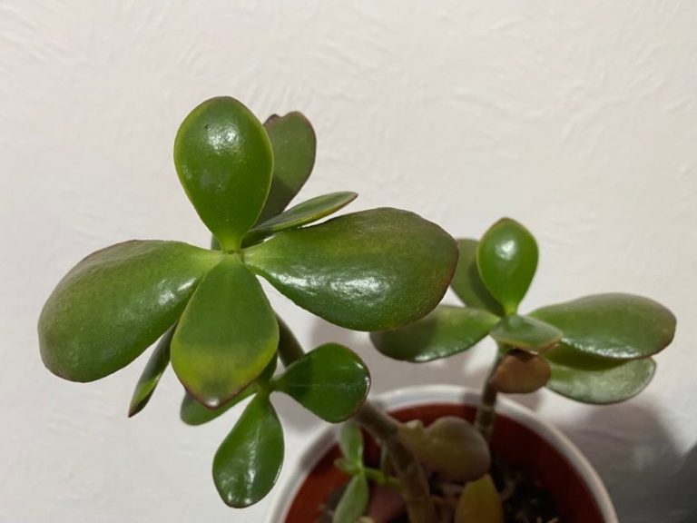 Jade Plant