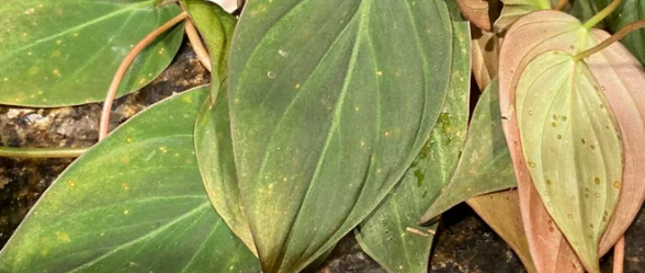 Thrips on plants