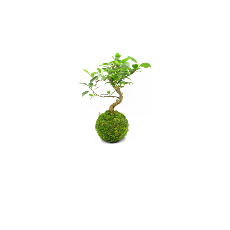 Kokedama