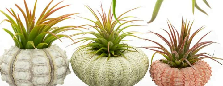 The Unique Charm of Air Plants