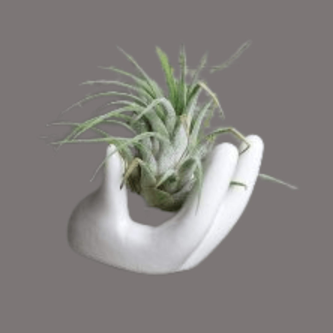 Air Plants