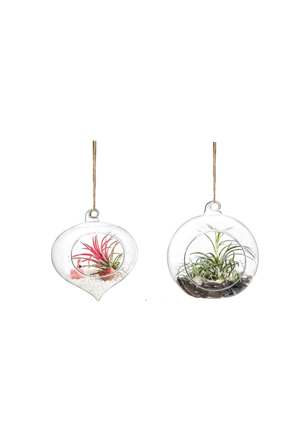 Air plant holder