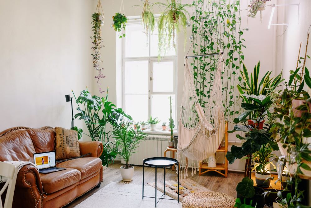 Plants in Living Room