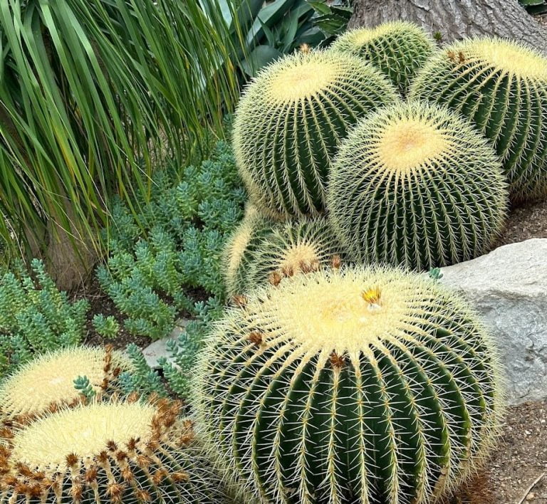 Echinocactus