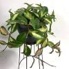 Hoya Carnosa Tricolour Wax Plant - Image 4