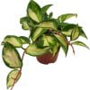 Hoya Carnosa Tricolour Wax Plant - Image 5