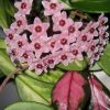 Hoya Carnosa Tricolour Wax Plant - Image 2