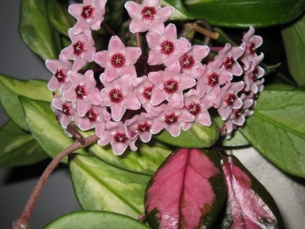 Hoya Carnosa Tricolour Wax Plant - Image 2