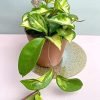Hoya Carnosa Tricolour Wax Plant - Image 3