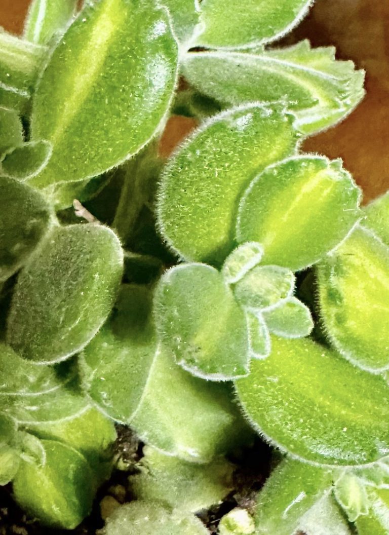 Bear’s Paw Succulent Plant