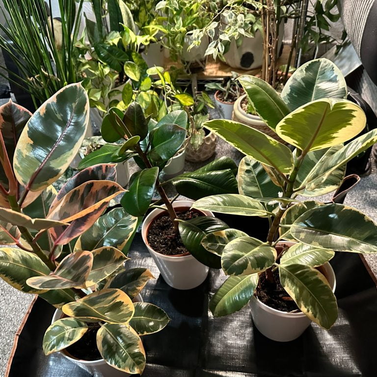 Ficus Houseplants