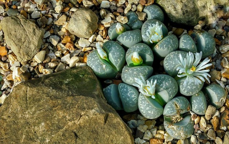 Lithops with flowers