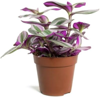 Tradescantia Nanouk Wandering 7cm Pot