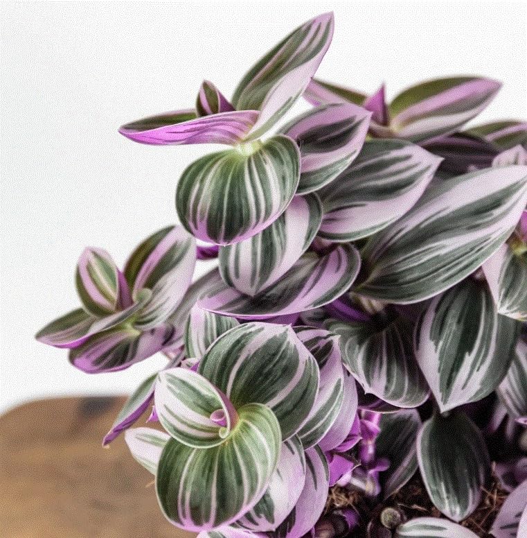 Tradescantia Nanouk Wandering 7cm Pot - Image 3