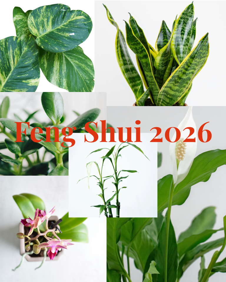 Feng Shui Indoor Plants for 2026